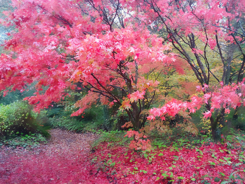 Bright magenta leaves surrounding a japanese maple tree